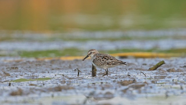 Малый песочник - ML650099015