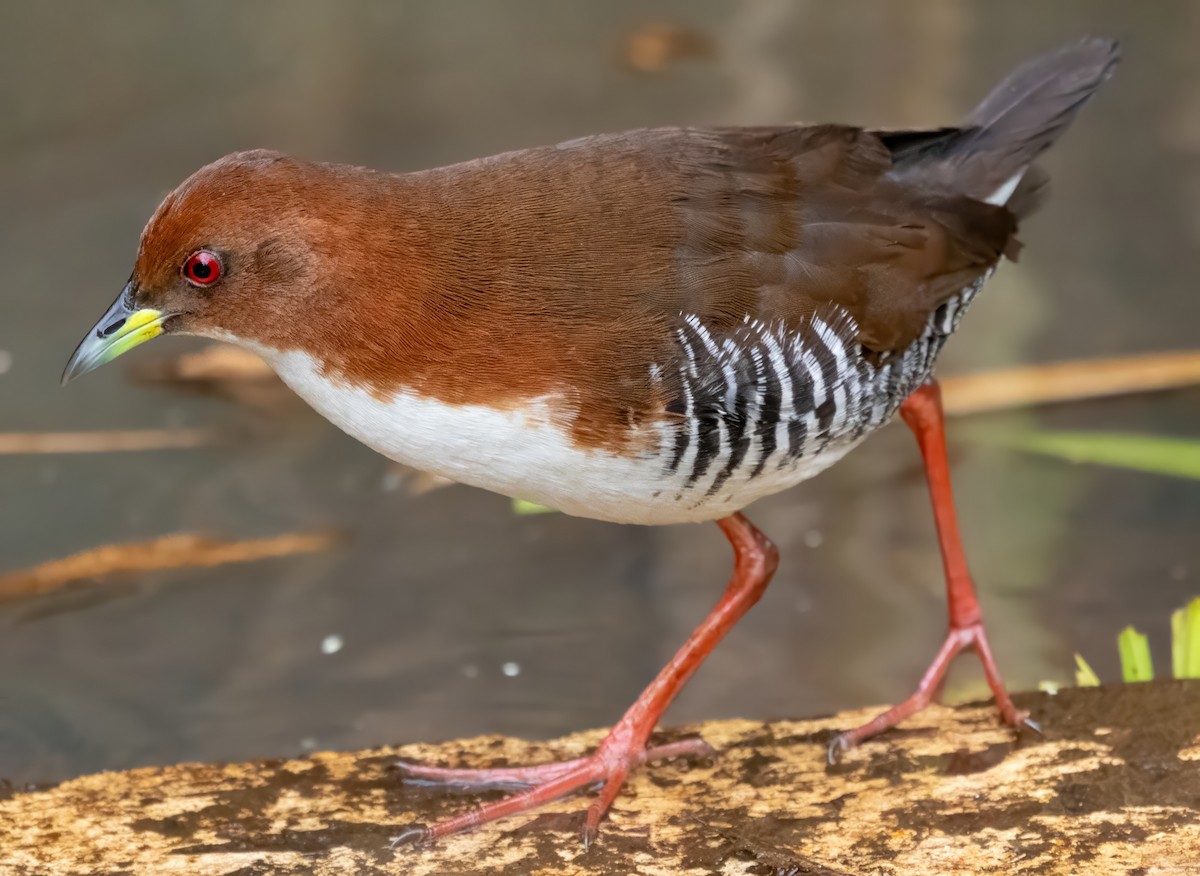 Бело-рыжий коростелёк - ML650099390