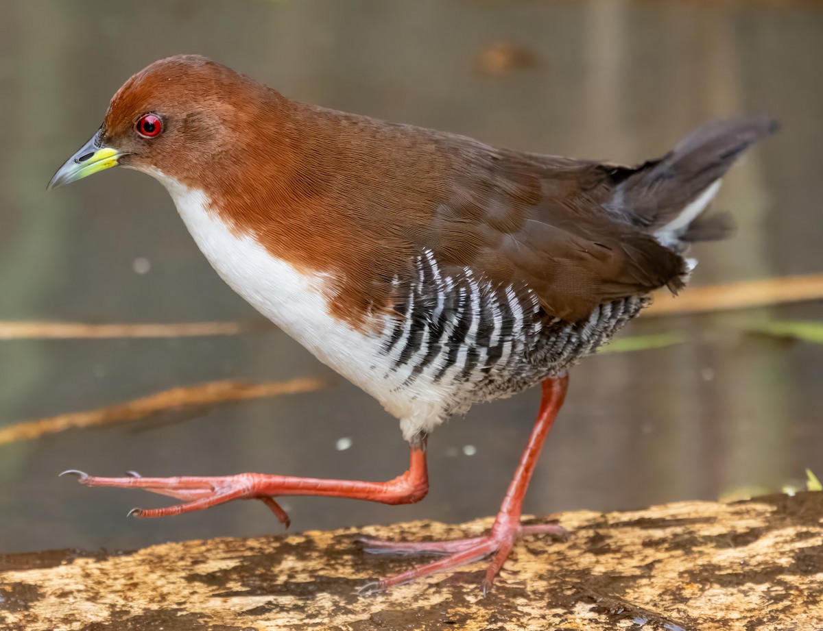 Бело-рыжий коростелёк - ML650099391