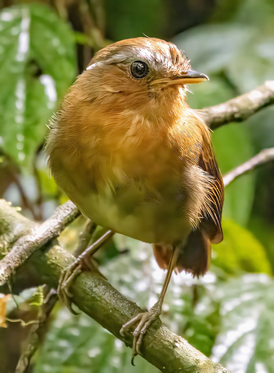 Рыжегорлый гусеницеед - ML650099444