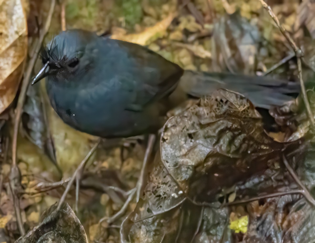 Сизый щетинколоб - ML650099452