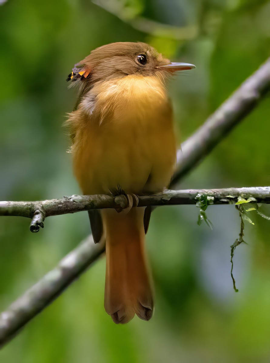 Atlantic Royal Flycatcher - ML650099473