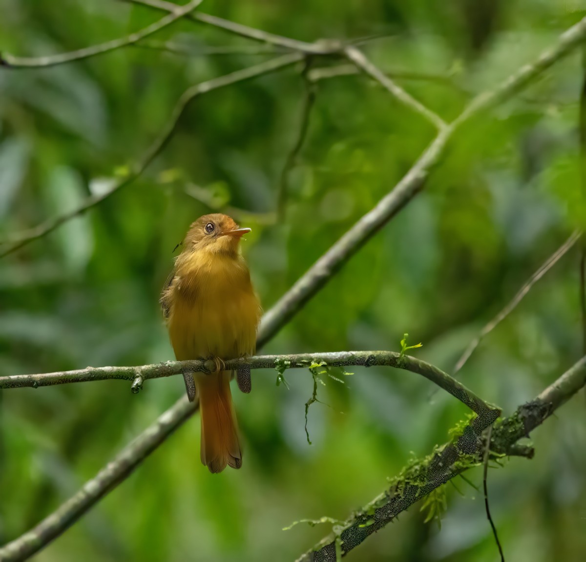 Atlantic Royal Flycatcher - ML650099474