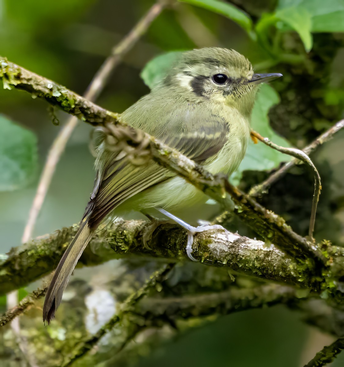 Желтолобый каричи - ML650099489