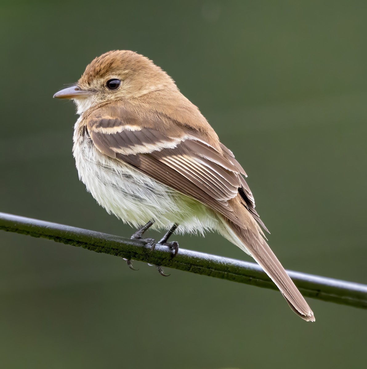 Ржавчатая курэта - ML650099503