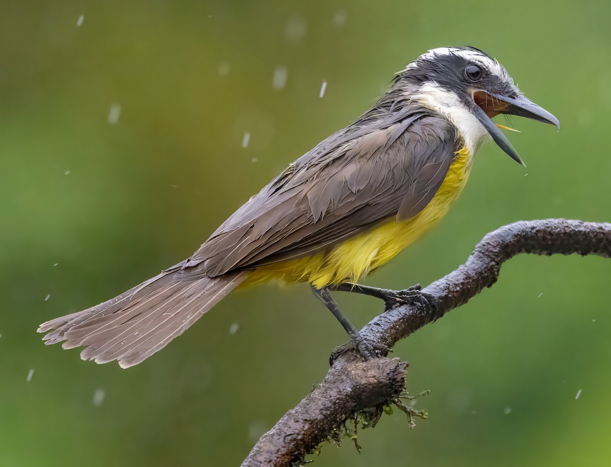 Большой бентеви, кискади - ML650099507