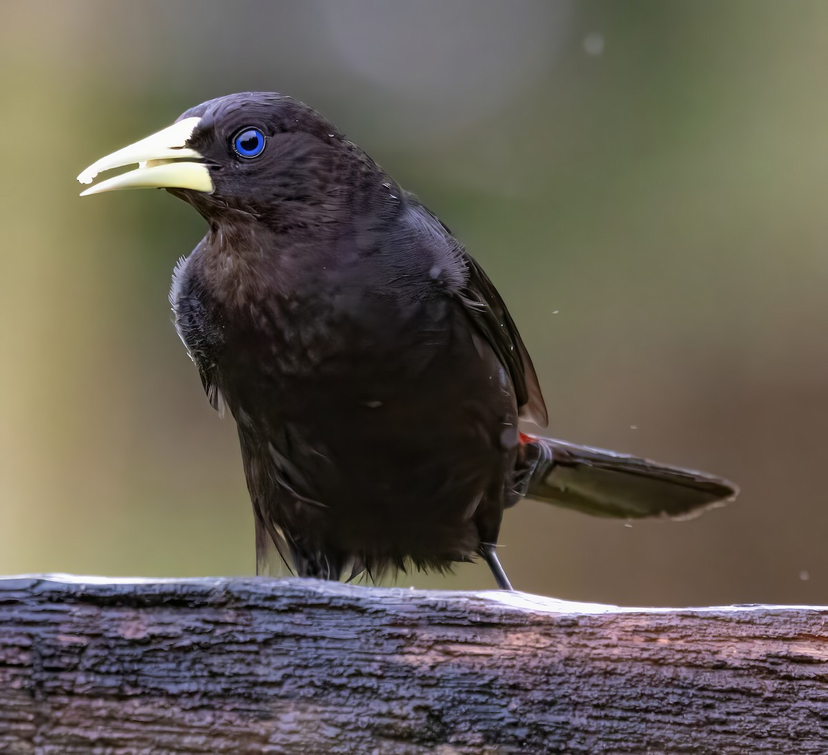 Красноспинный кассик - ML650099606