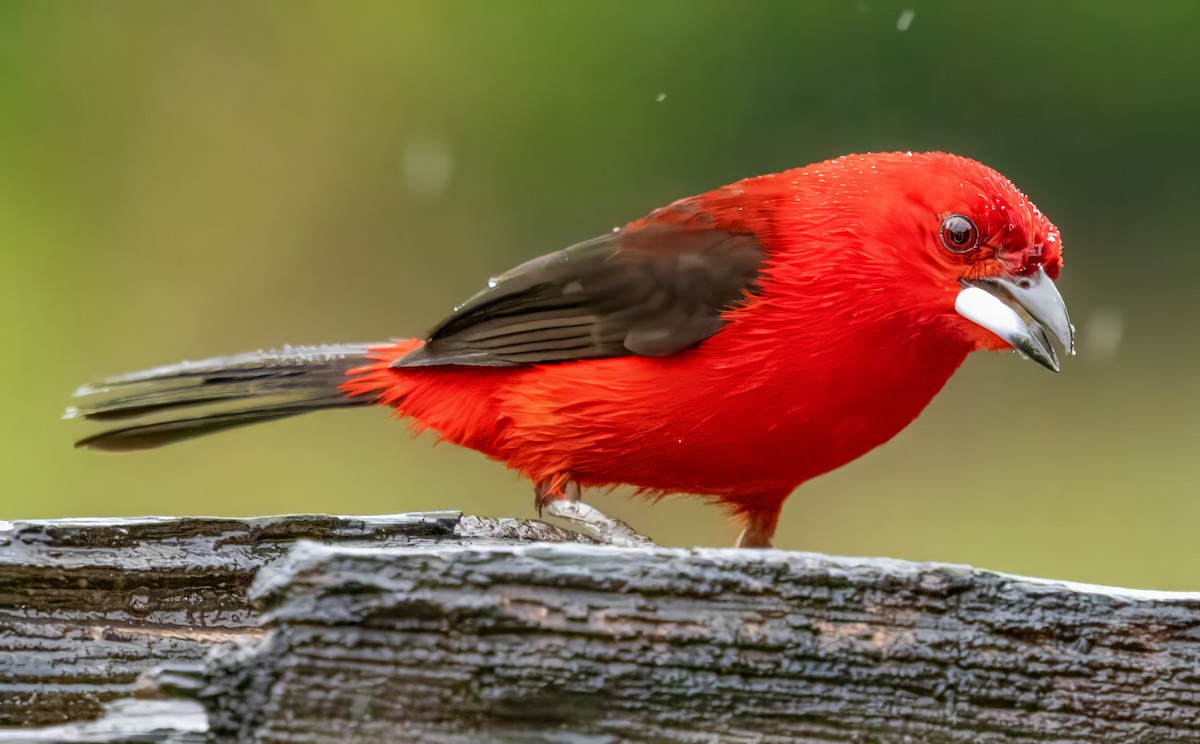 Бразильский сереброклюв - ML650099645