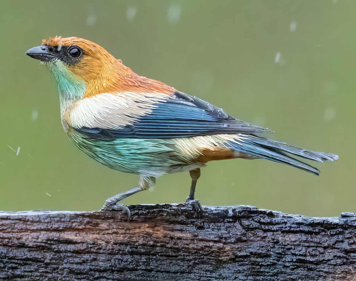 Рыжеспинная танагра - ML650099656