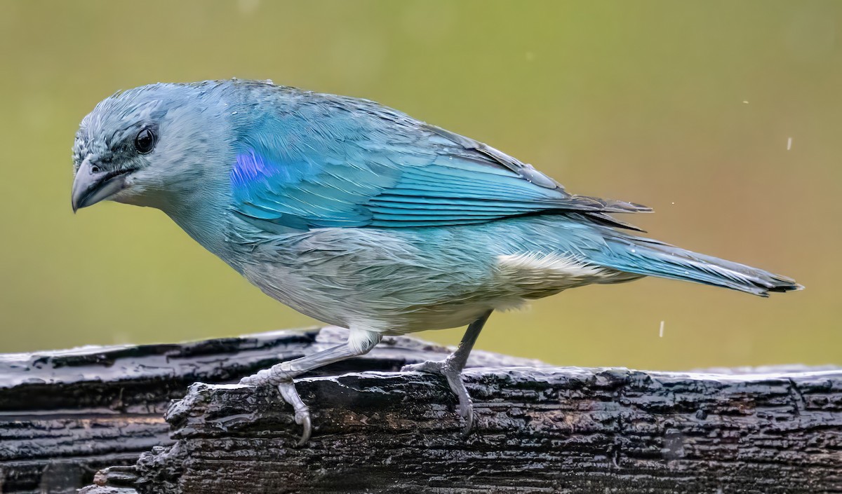 Синеплечая танагра - ML650099694