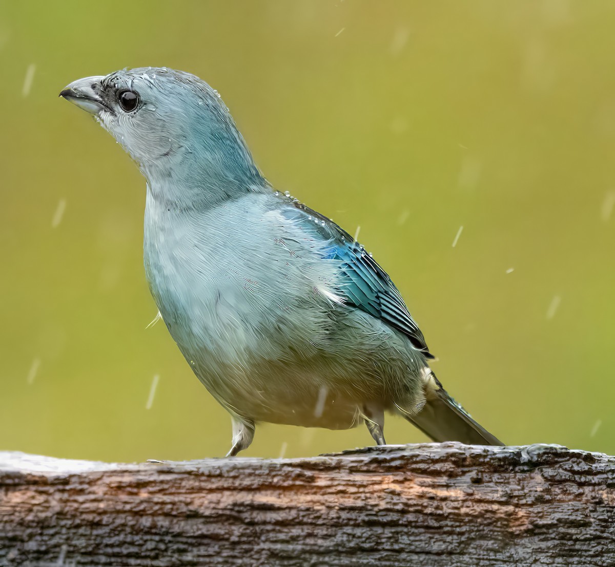 Синеплечая танагра - ML650099696