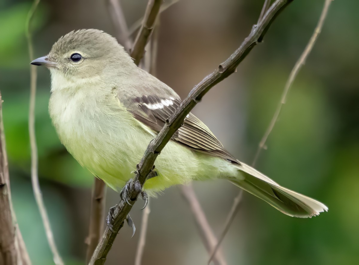 Зеленоватый москитеро - ML650099730