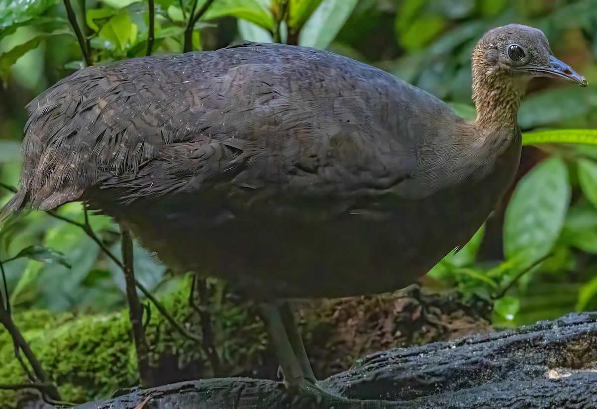 Тинаму-отшельник - ML650099885