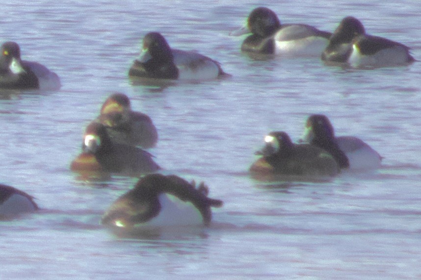 Fuligule milouinan ou Petit Fuligule - ML650099922