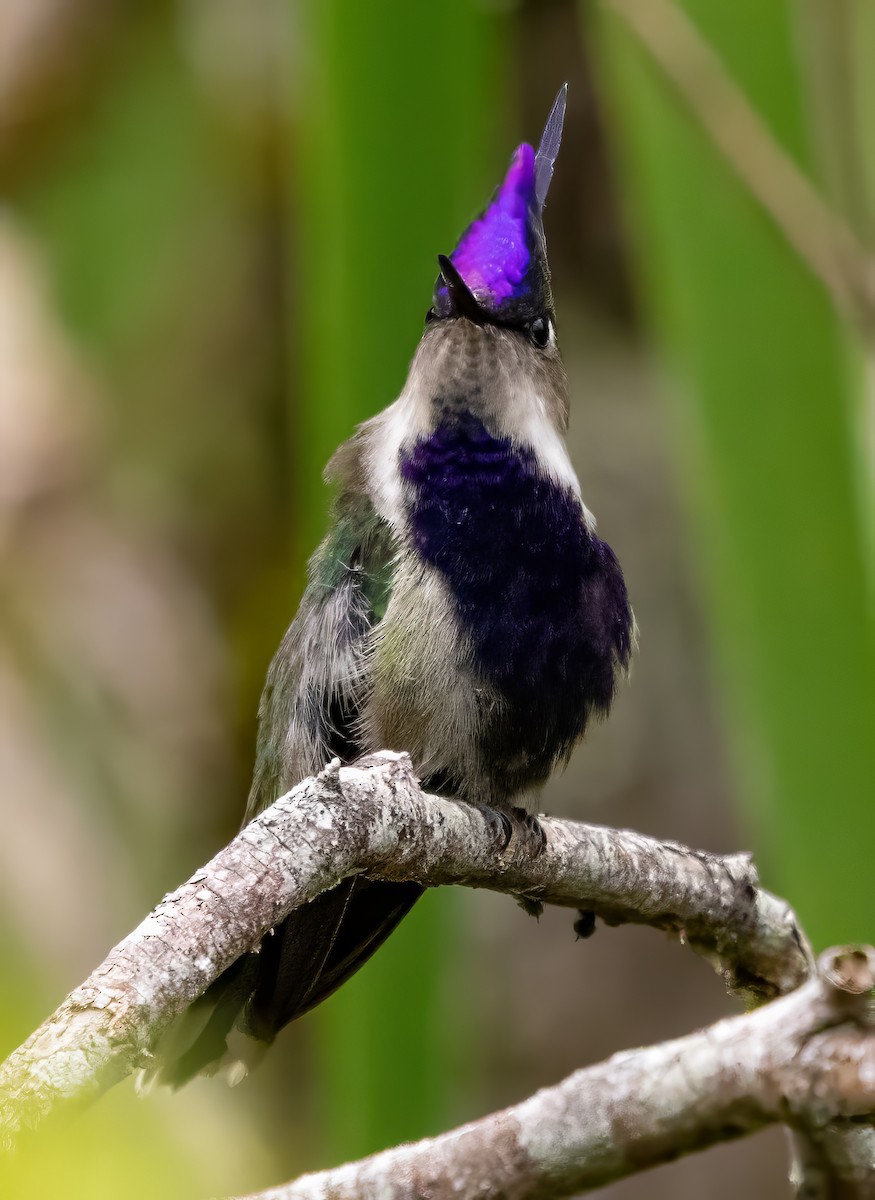 Фиолетовохохлая капеллина - ML650099925