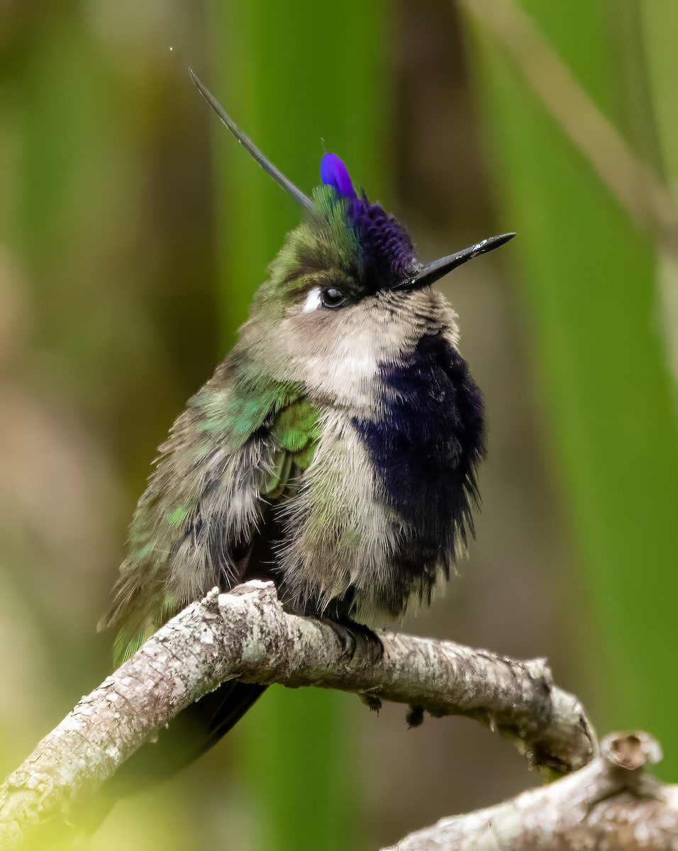 Фиолетовохохлая капеллина - ML650099926