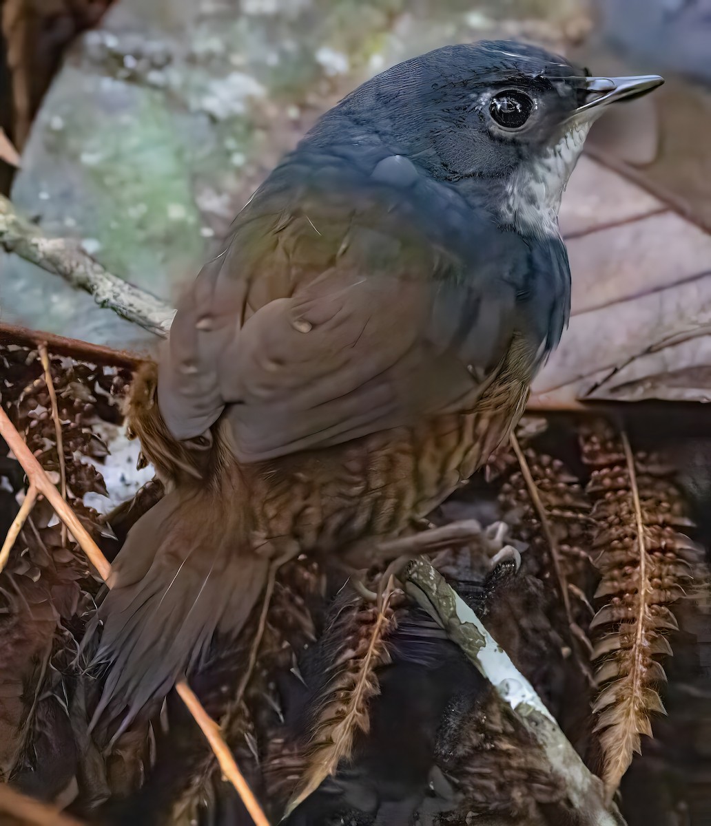 Белогрудый тапакуло - ML650099941