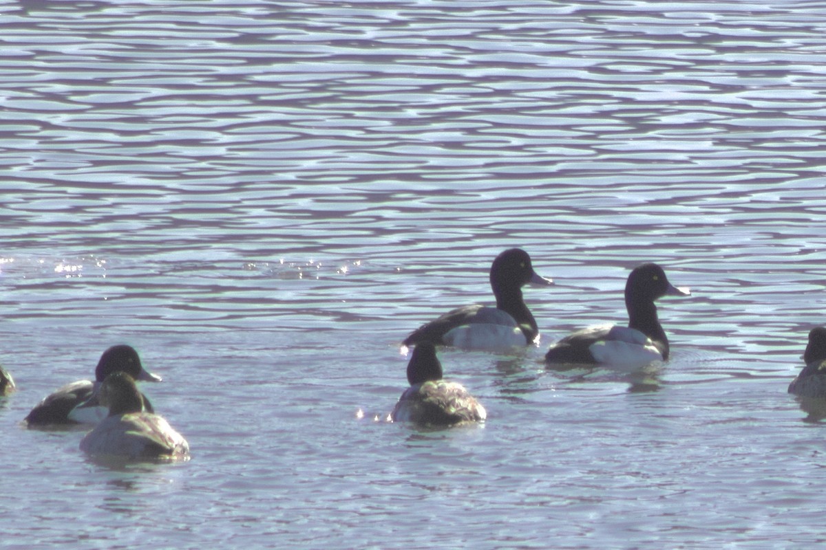 Fuligule milouinan - ML650099946