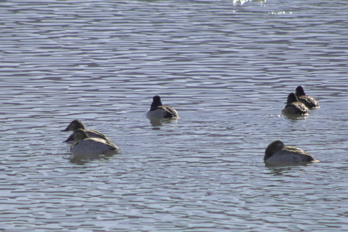 Fuligule à dos blanc - ML650099953