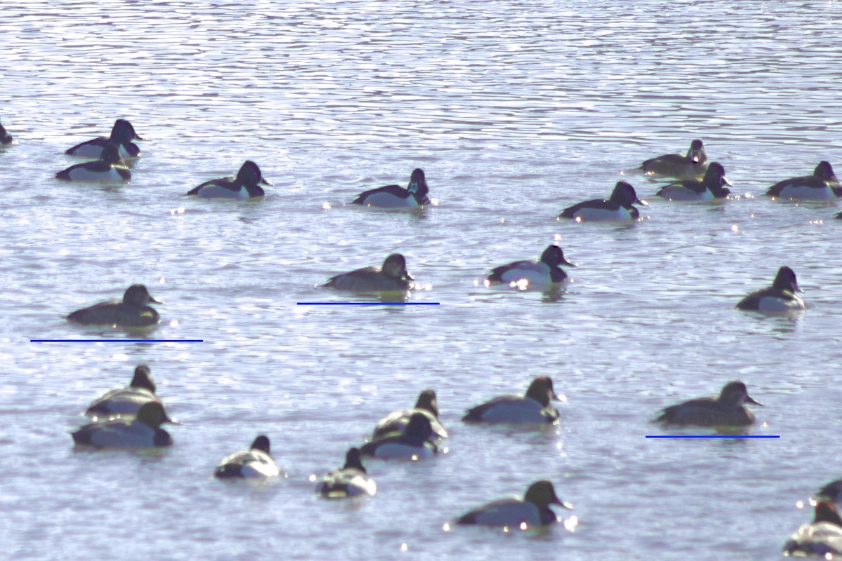 Fuligule à tête rouge - ML650099963
