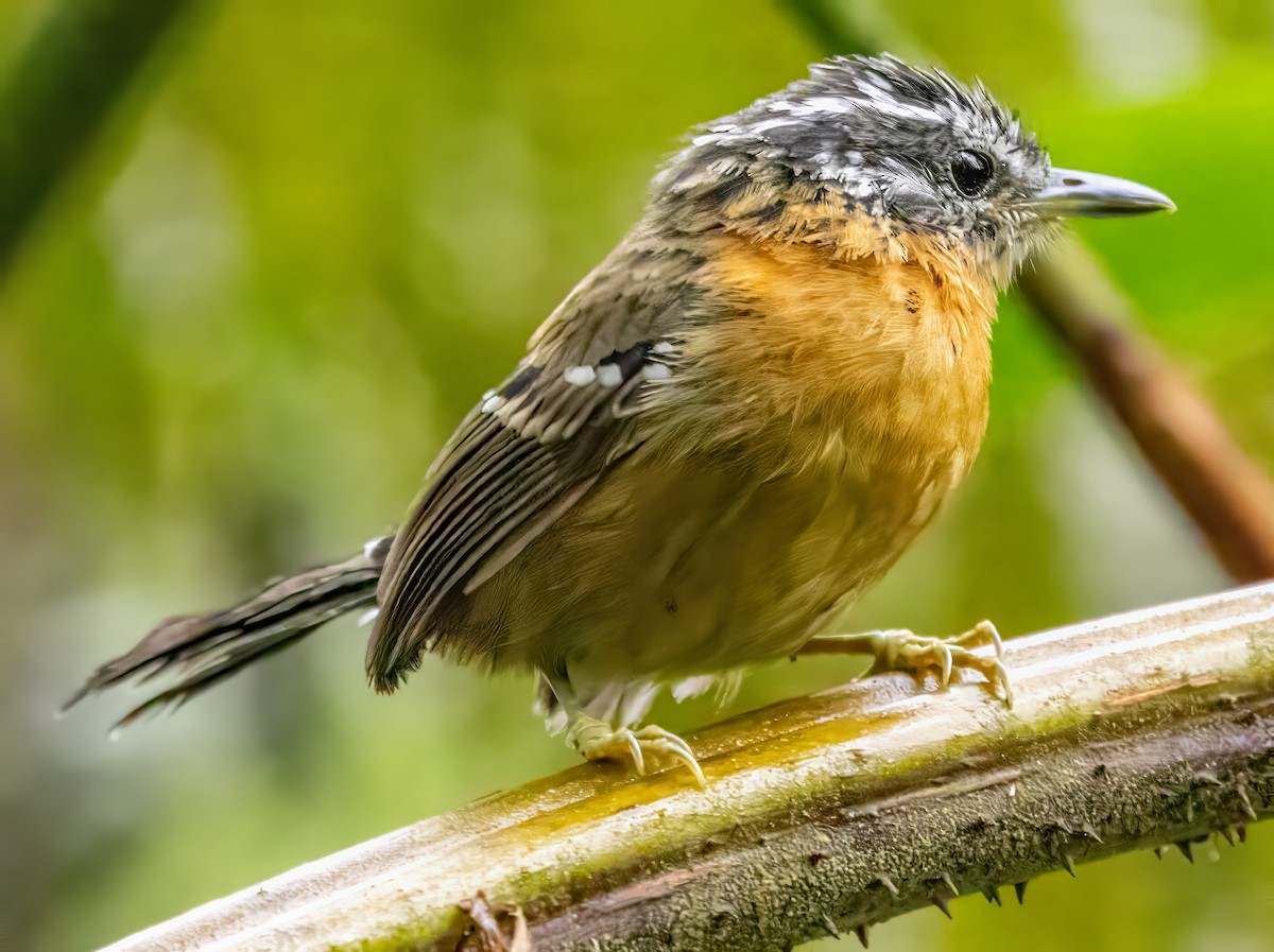 Рыжая муравьянка - ML650100016