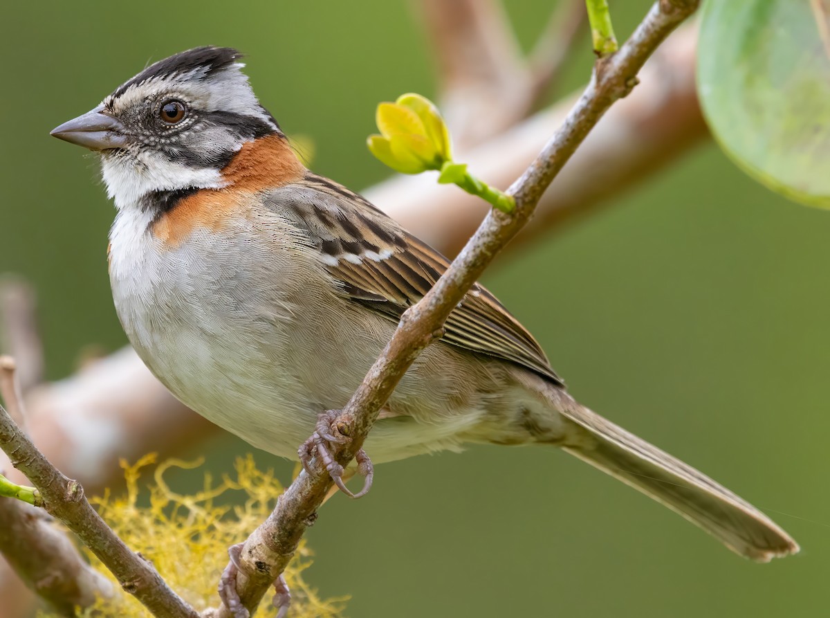 Рыжешейная зонотрихия - ML650100043