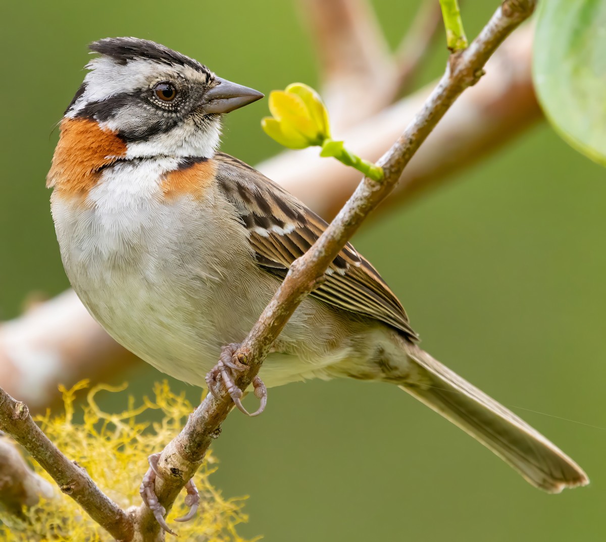 Рыжешейная зонотрихия - ML650100045