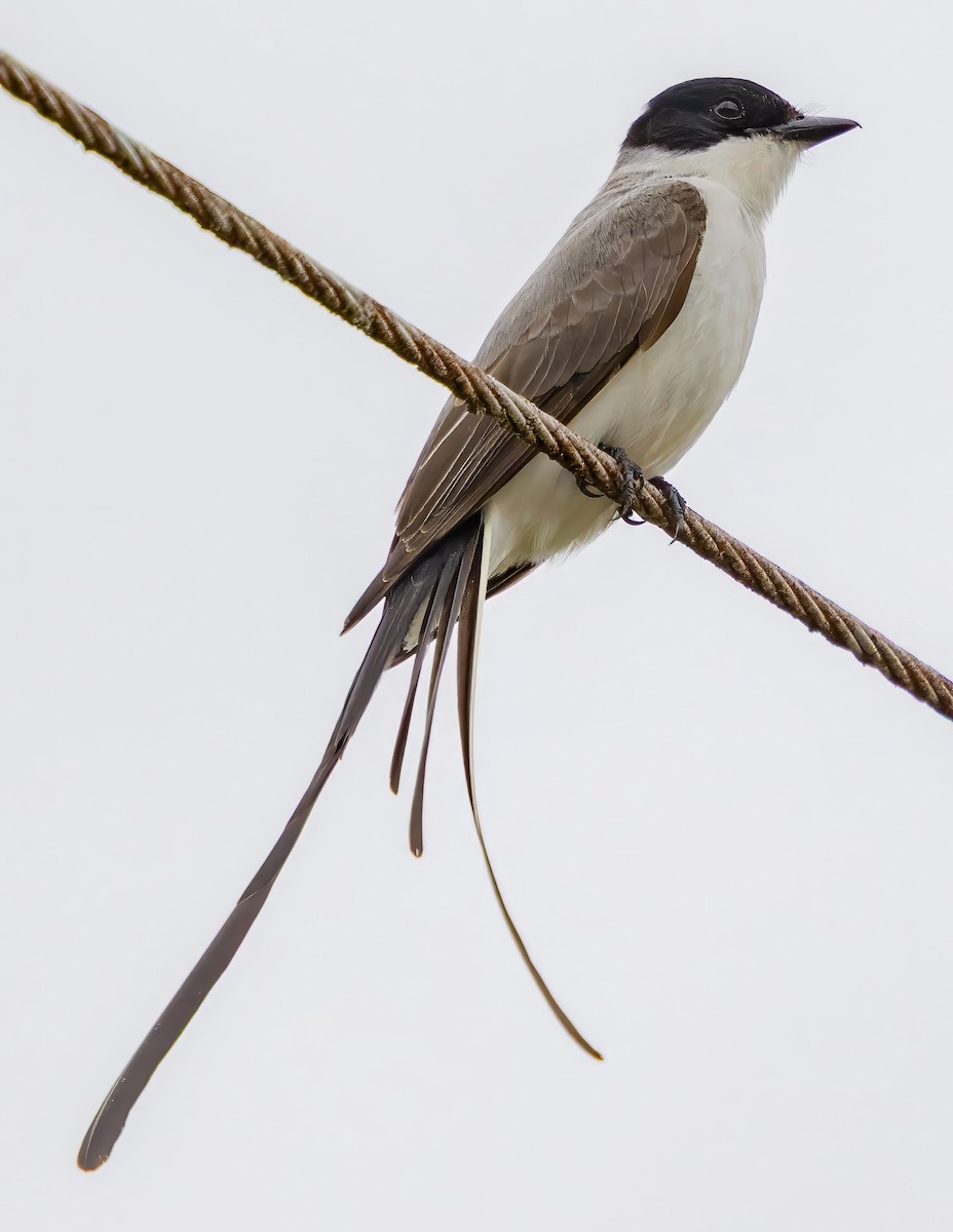 Вилохвостый тиранн - ML650100061