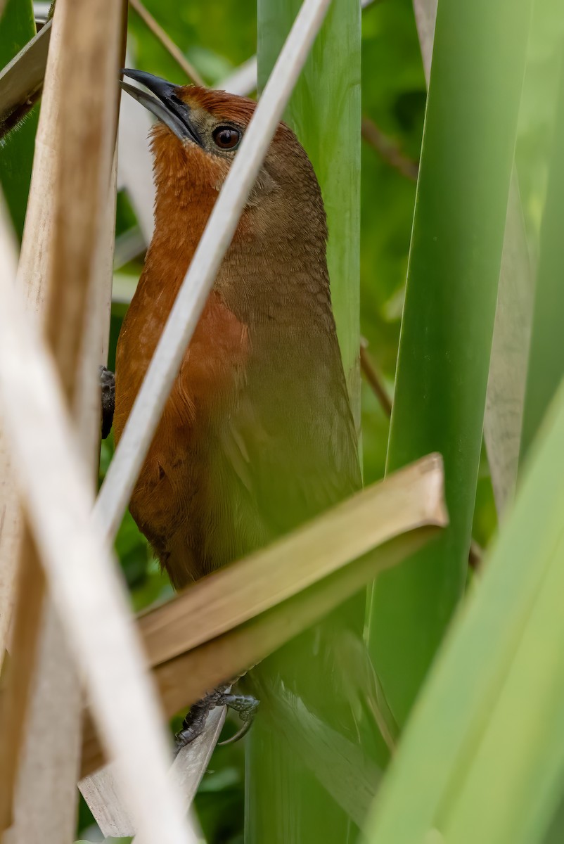 Оранжевобрюхий эспинеро - ML650100076