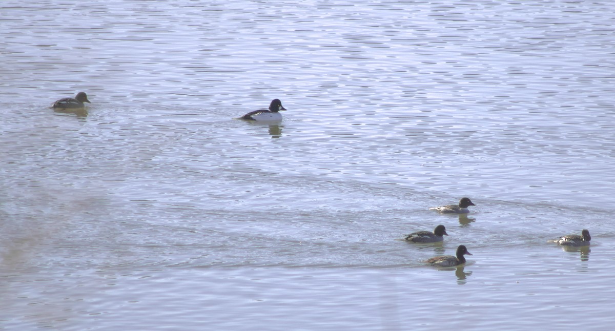 Garrot à oeil d'or - ML650100084