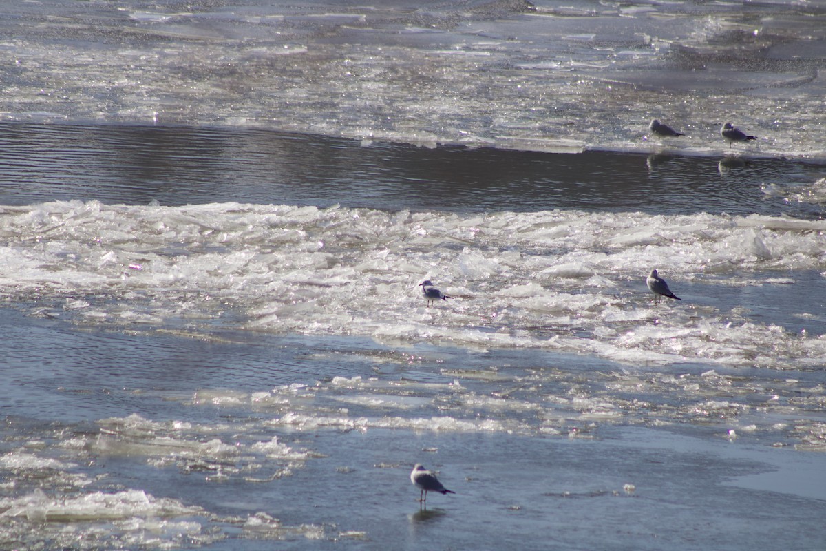 Goéland à bec cerclé - ML650100103