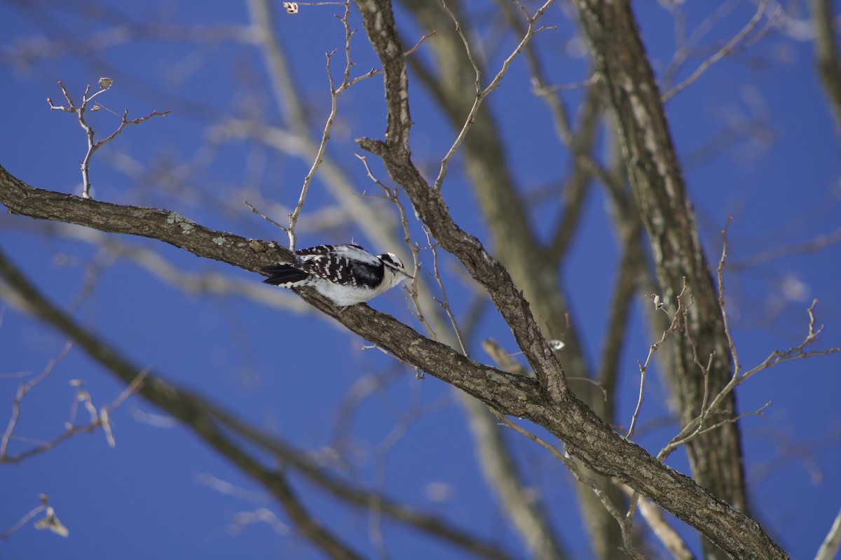 Pic mineur - ML650100110