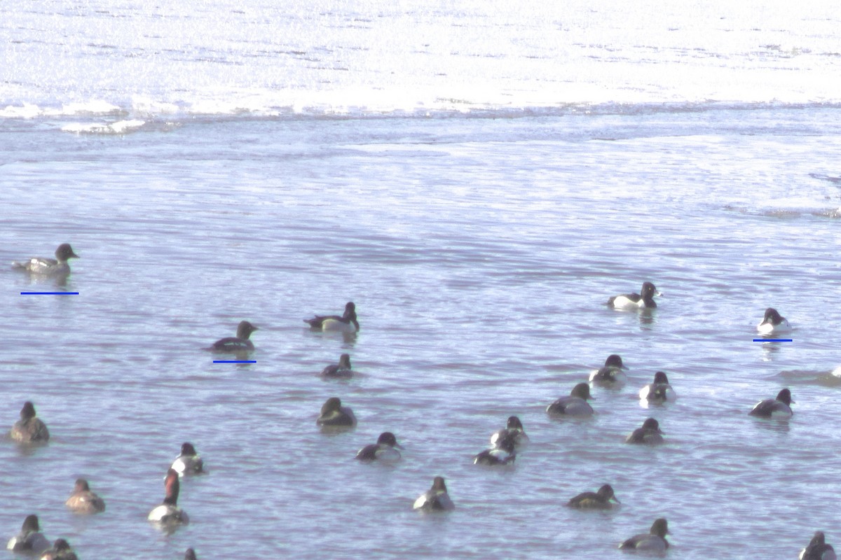 Garrot à oeil d'or - ML650100137