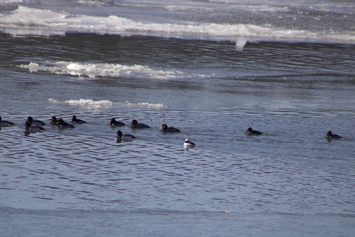 Petit Garrot - ML650100281