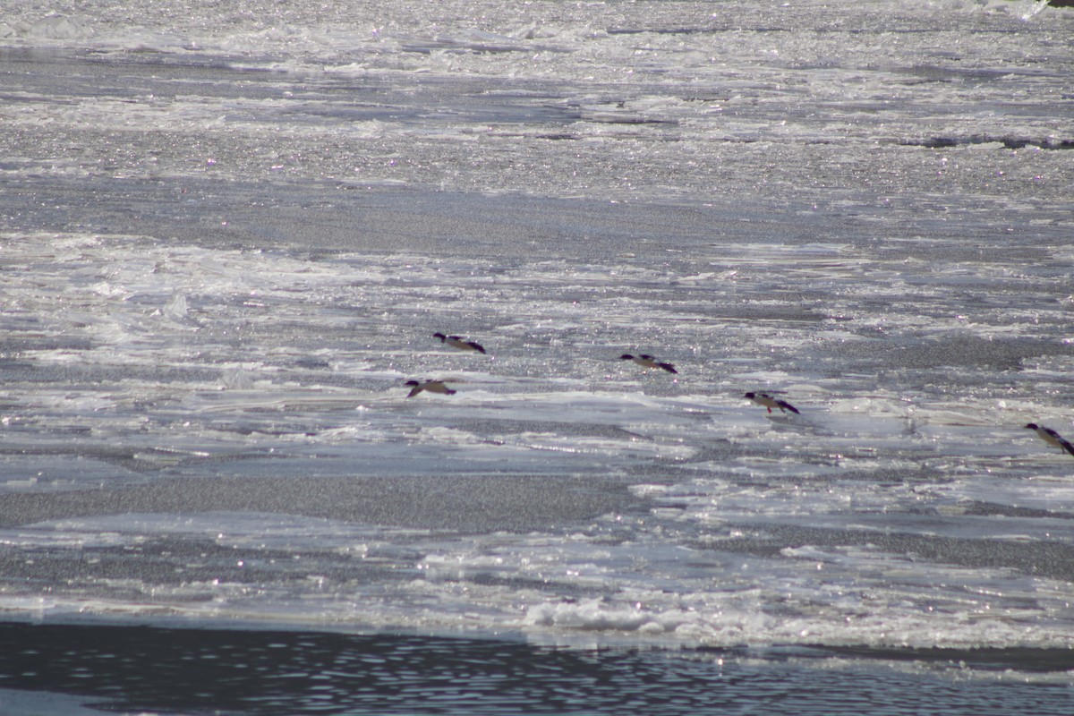 Grand Harle - ML650100318