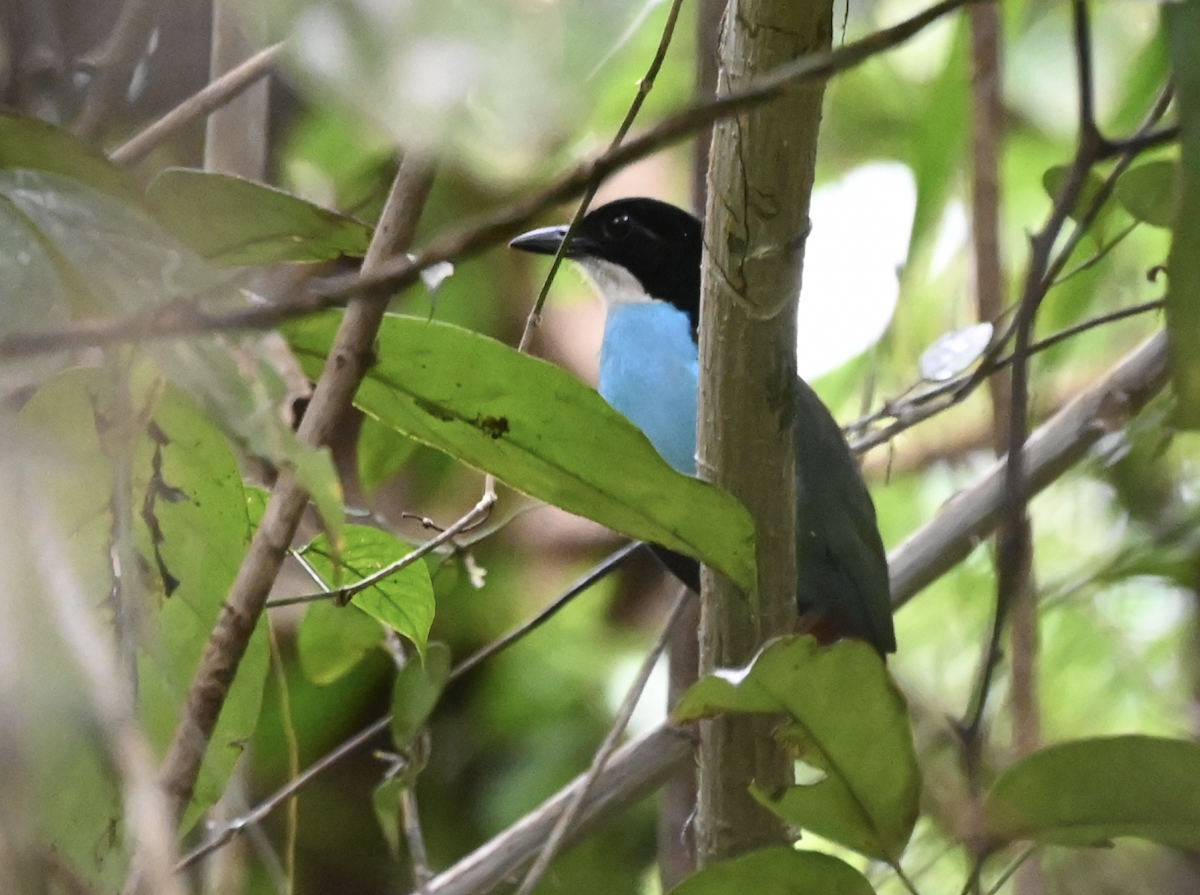 Azure-breasted Pitta - ML650100563