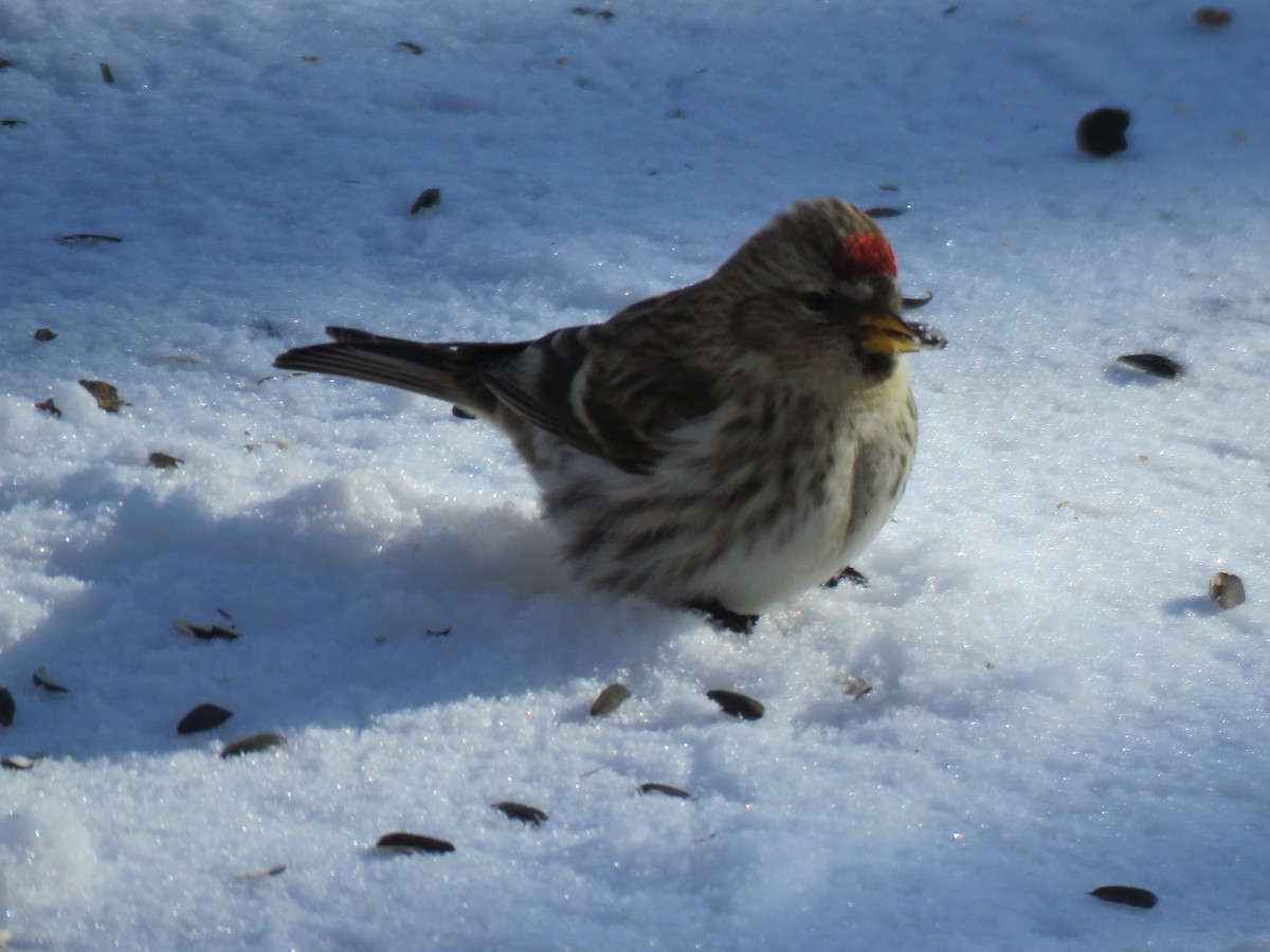 Redpoll - ML650101326