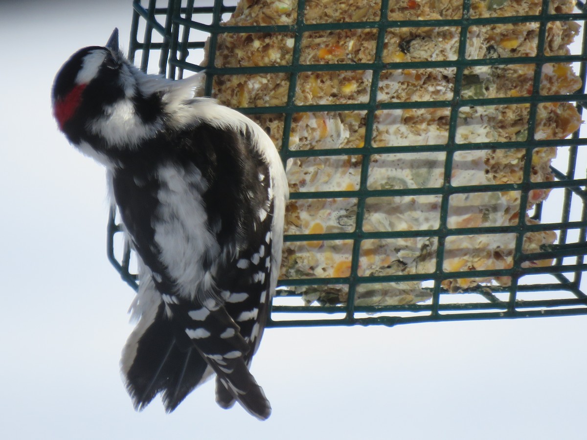 Downy/Hairy Woodpecker - ML650101376