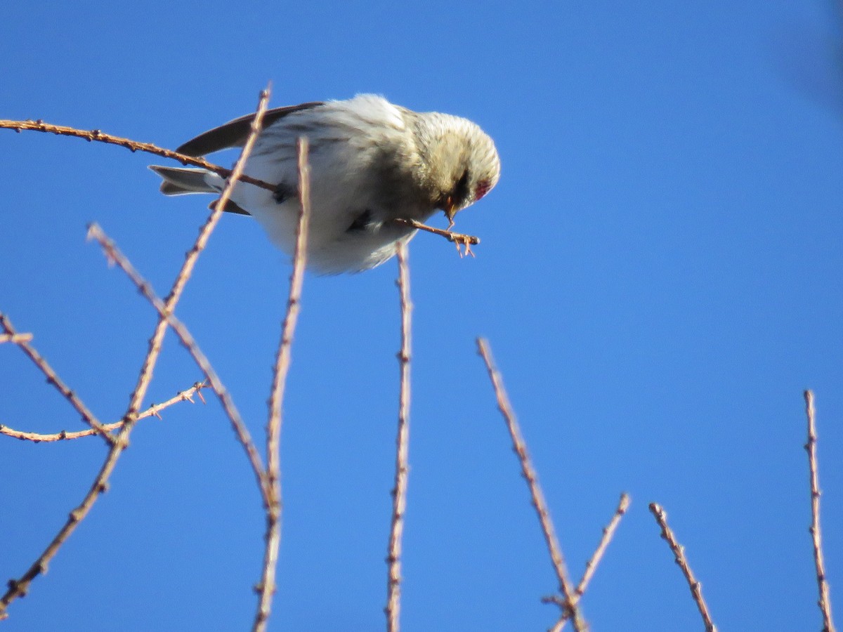 Redpoll - ML650101527