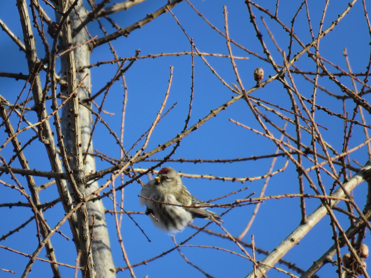 Redpoll - ML650101528