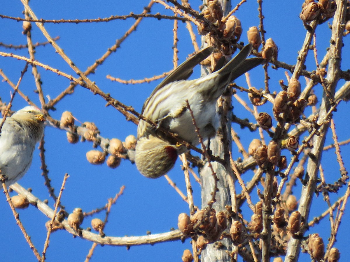 Redpoll - ML650101529