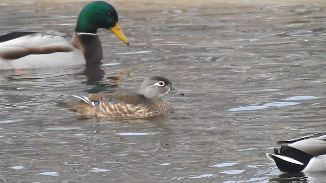 アメリカオシ - ML650101714