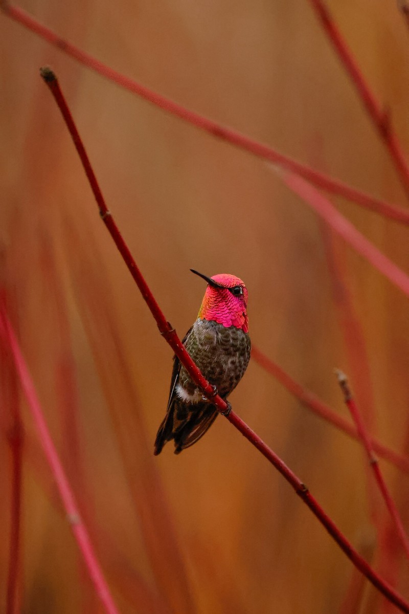 Anna's Hummingbird - ML650101724