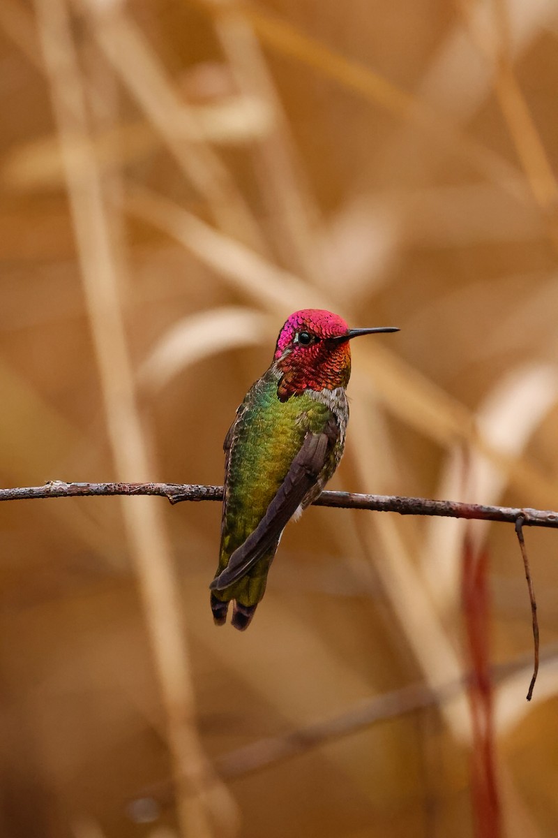 Anna's Hummingbird - ML650101734