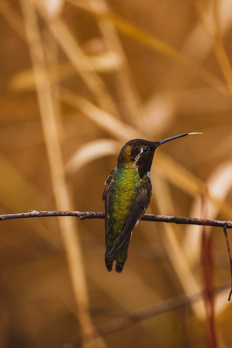 Anna's Hummingbird - ML650101741
