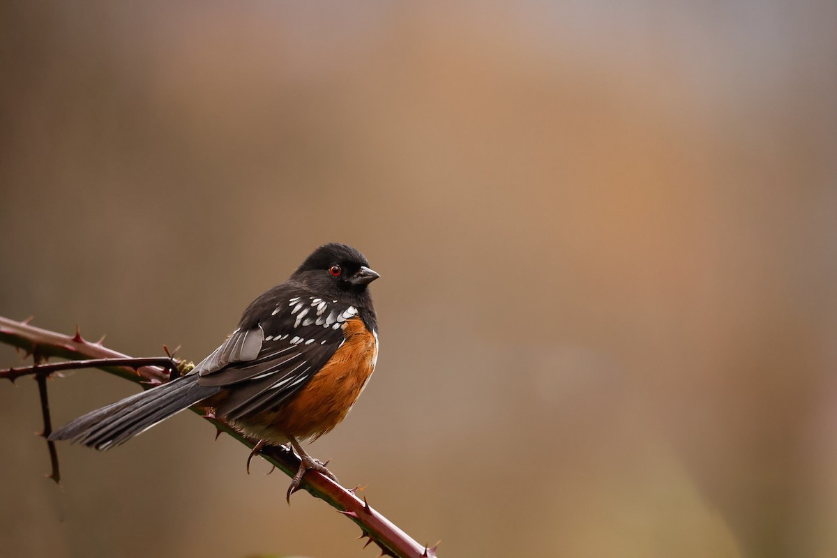 Spotted Towhee - ML650101758