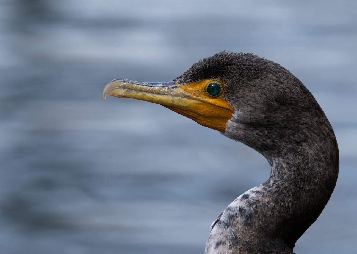 Double-crested Cormorant - ML650102346