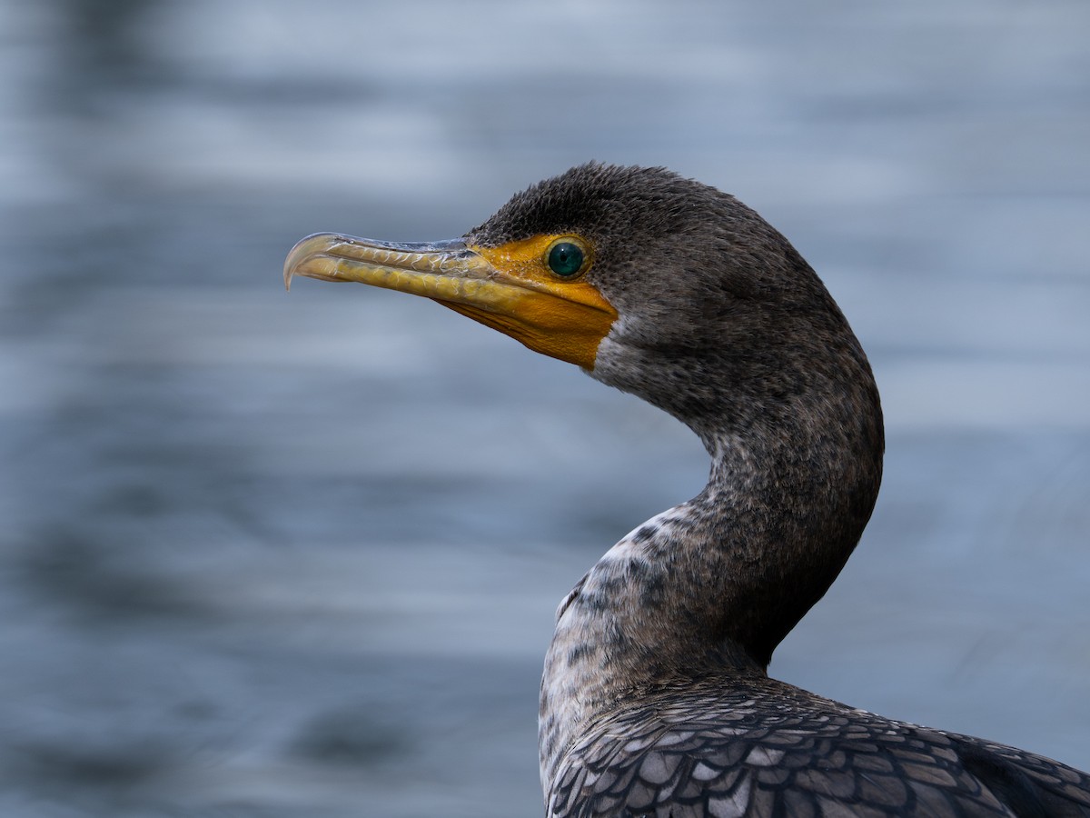 Double-crested Cormorant - ML650102347