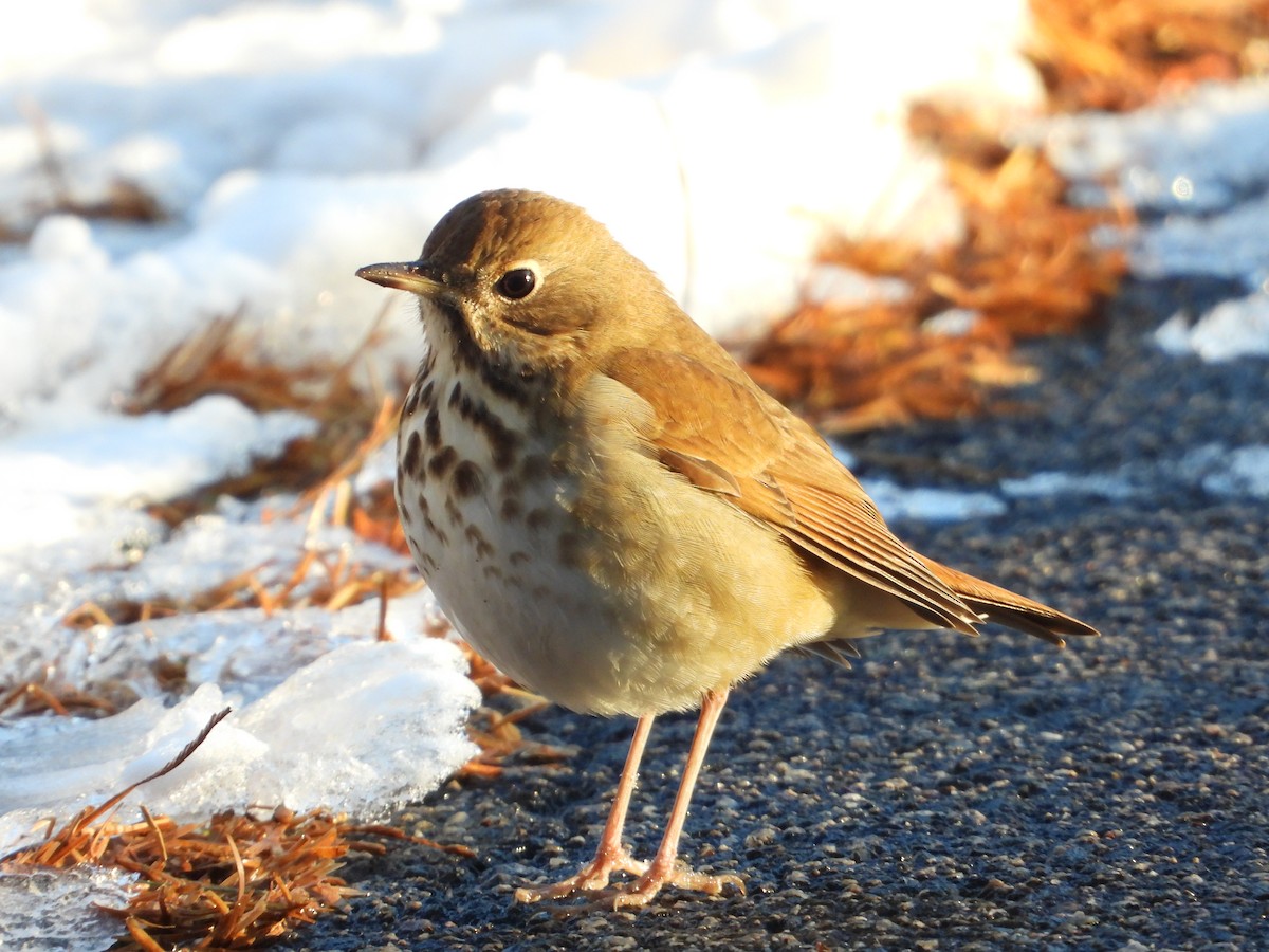 Hermit Thrush - ML650102745