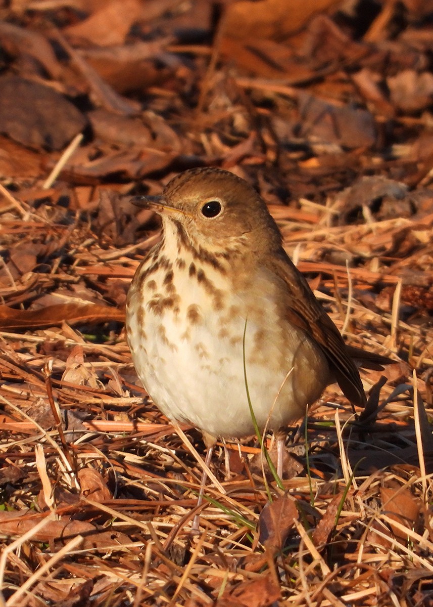 Hermit Thrush - ML650102829
